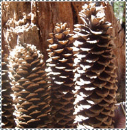 beeswax, pine cones, redwood crosses